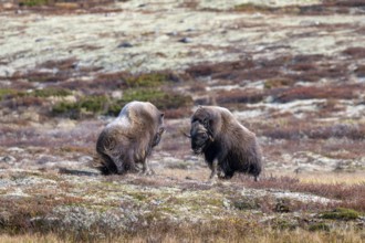 Musk oxen (Ovibos moschatus), bulls fighting in autumnal tundra, Dovrefjell-Sunndalsfjella National