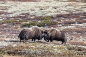 Musk oxen (Ovibos moschatus), bulls fighting in autumnal tundra, Dovrefjell-Sunndalsfjella National