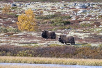 Musk oxen (Ovibos moschatus), bulls in autumnal tundra, Dovrefjell-Sunndalsfjella National Park,