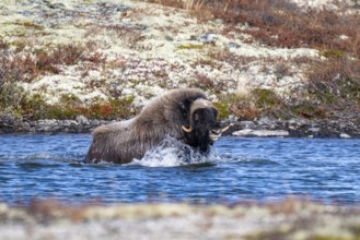 Musk ox (Ovibos moschatus), bull goes to sea, Dovrefjell-Sunndalsfjella National Park, Norway