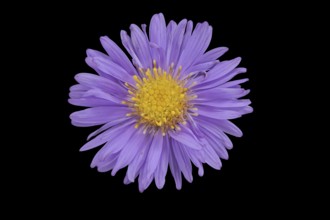 New Belgium autumn aster (Symphyotrichum novi-belgii), flower, Germany