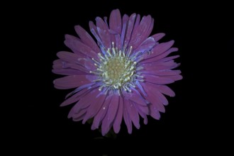 New Belgium autumn aster (Symphyotrichum novi-belgii), flower photographed with UV light, Germany