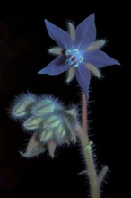 Borage (Borago officinalis), flower and buds photographed with UV light, Germany
