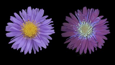 New Belgium autumn aster (Symphyotrichum novi-belgii), flower photographed with daylight and UV