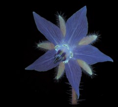 Borage (Borago officinalis), flower photographed with UV light, Germany
