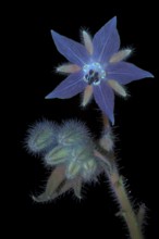 Borage (Borago officinalis), flower and buds photographed with UV light, Germany