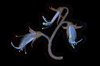 Sweet pea (Lathyrus odoratus), fragrant vetch, flowering inflorescence photographed with UV light,