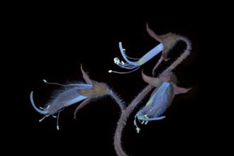 Sweet pea (Lathyrus odoratus), fragrant vetch, flowering inflorescence photographed with UV light,