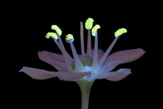Knolau, garlic chives (Allium tuberosum), flower photographed with UV light, Germany