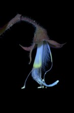 Sweet pea (Lathyrus odoratus), fragrant vetch, flowering inflorescence photographed with UV light,