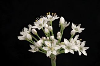 Knolau, garlic chives (Allium tuberosum), inflorescence, Germany