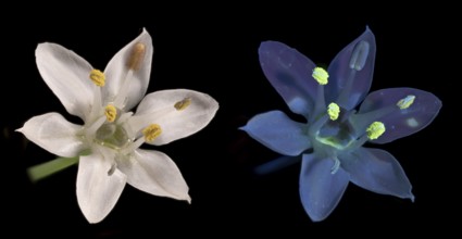 Knolau, garlic chives (Allium tuberosum), flower photographed with daylight and UV light, Germany