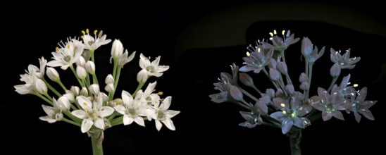 Knolau, garlic chives (Allium tuberosum), inflorescence photographed with daylight and UV light,