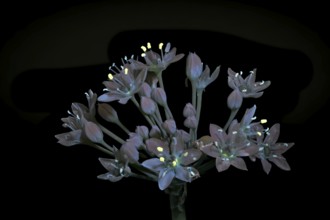 Knolau, garlic chives (Allium tuberosum), inflorescence photographed with UV light, Germany