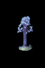 Moroccan wild mallow (Malva sylvestris subsp. Subacaulis), pollen leaves photographed with UV