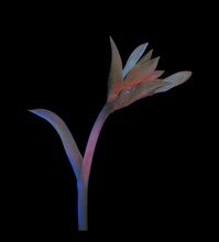 Funkia (Hosta plantaginea), bud photographed with UV light, Germany