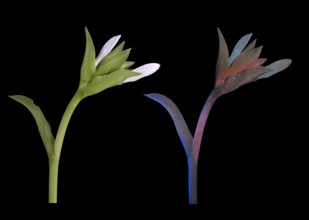 Funkia (Hosta plantaginea), bud photographed with daylight and UV light, Germany