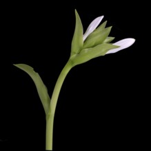 Funkia (Hosta plantaginea), bud, Germany