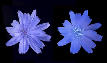Common chicory (Cichorium intybus), common chicory, flower photographed with daylight and UV light,