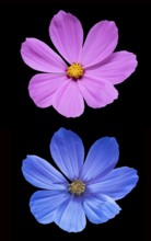 Ornamental basket (Cosmos bipinnatus), Cosmea, flower photographed with daylight and UV light,