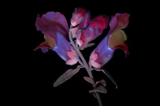 Common snapdragon (Antirrhinum majus) Garden snapdragon, flower photographed with UV light, Germany