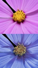 Ornamental basket (Cosmos bipinnatus), Cosmea, flower photographed with UV light, Germany