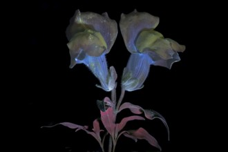 Common snapdragon (Antirrhinum majus) Garden snapdragon, flower photographed with UV light, Germany