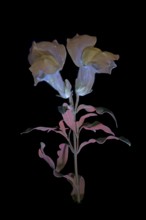 Common snapdragon (Antirrhinum majus) Garden snapdragon, flower photographed with UV light, Germany