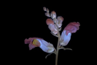 Common snapdragon (Antirrhinum majus) Garden snapdragon, flower photographed with UV light, Germany