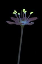 Knolau, garlic chives (Allium tuberosum), flowering inflorescence photographed with UV light,