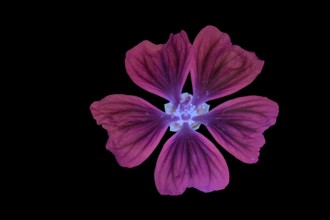 Moroccan wild mallow (Malva sylvestris subsp. Subacaulis), flower photographed with UV light,