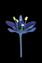 Knolau, garlic chives (Allium tuberosum), flower photographed with UV light, Germany