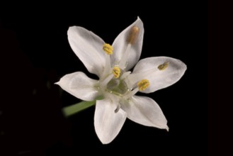 Knolau, garlic chives (Allium tuberosum), flower, Germany