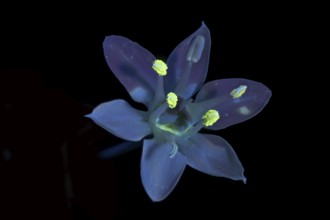 Knolau, garlic chives (Allium tuberosum), flower photographed with UV light, Germany