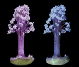 Moroccan wild mallow (Malva sylvestris subsp. Subacaulis), pollen leaves photographed with daylight