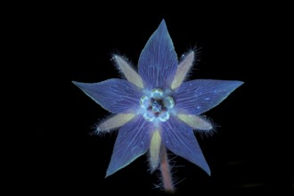 Borage (Borago officinalis), flower photographed with UV light, Germany