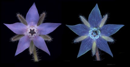 Borage (Borago officinalis), flower photographed with daylight and UV light, Germany