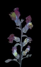 Common snapdragon (Antirrhinum majus) Garden snapdragon, flower photographed with UV light, Germany