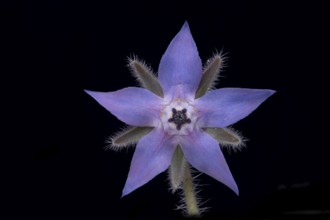 Borage (Borago officinalis), flower, Germany