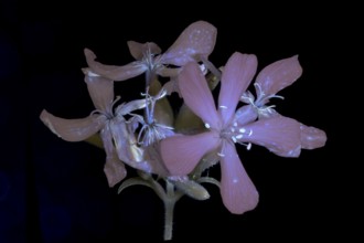 Soap Root (Saponaria officinalis), flower photographed with UV light, Germany