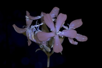 Soap Root (Saponaria officinalis), flower photographed with UV light, Germany