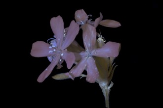 Soap Root (Saponaria officinalis), flower photographed with UV light, Germany