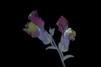 Common snapdragon (Antirrhinum majus) Garden snapdragon, flower photographed with UV light, Germany