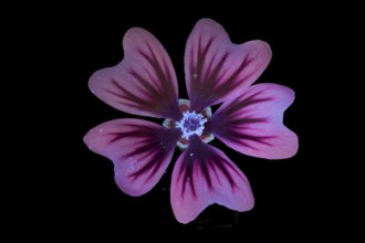Common mallow (Malva sylvestris), flower photographed with UV light, Germany