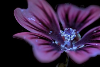 Common mallow (Malva sylvestris), flower photographed with UV light, Germany