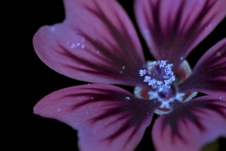 Common mallow (Malva sylvestris), flower photographed with UV light, Germany
