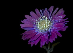 New Belgium autumn aster (Symphyotrichum novi-belgii), flower photographed with UV light, Germany