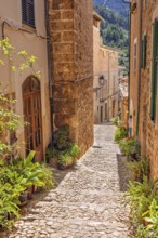 Idyllic old cobblestone alley with green plants at the house wall in a residential area a sunny