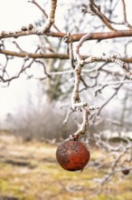 Red apple on a tree branch on a cold winter day with frost in a garden