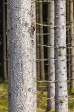 Tree trunks in a spruce forest, Sweden